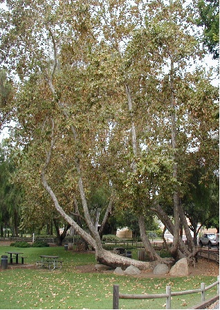 Sycamore Grove at Old Poway Park